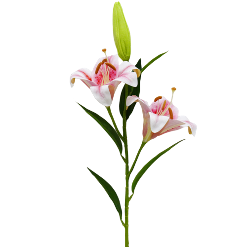 12.png 
